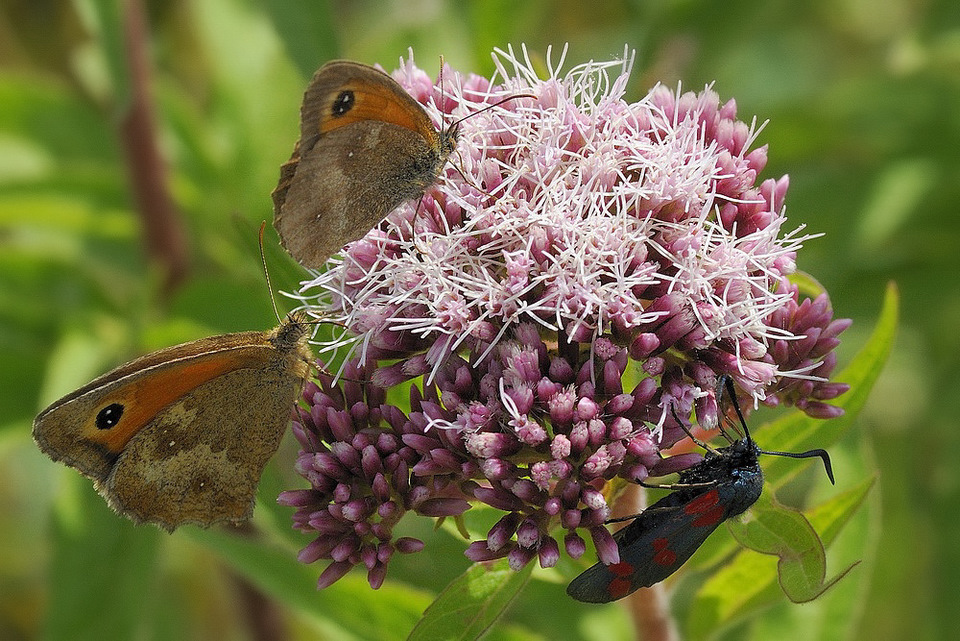 © johny hemelsoen - Butterflys.