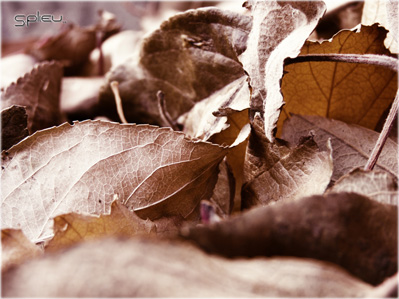 © Sergey Pliev - Leaves