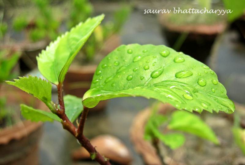 © Saurav Bhattacharyya - pettal on leaf