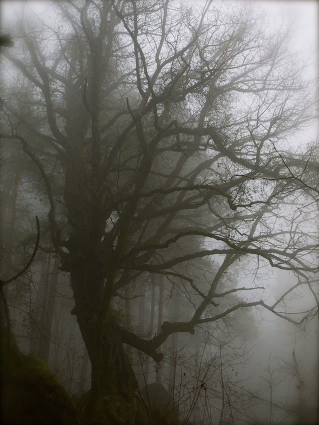© alyosha Boronav - сонный туман