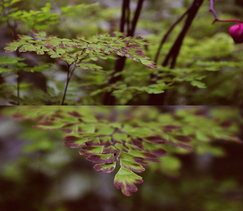 © Sonya Andreevna - leaves