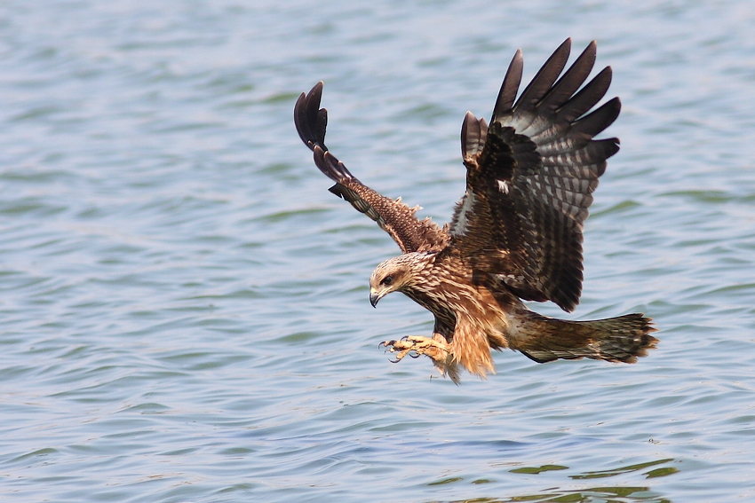 © erez avraham - black kite