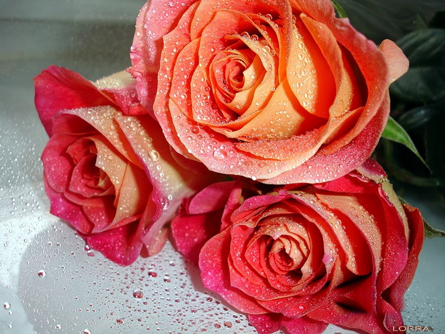 © LORRA - розовые розы для...