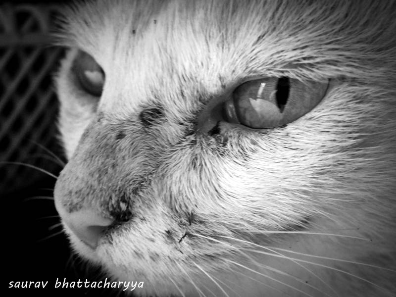 © Saurav Bhattacharyya - angry animal