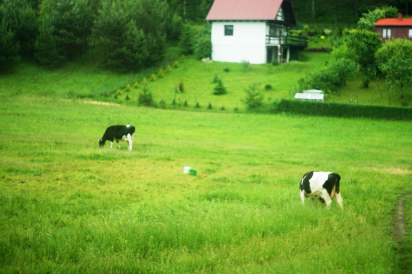 © Daria Belyayeva - Cows in the Polish village