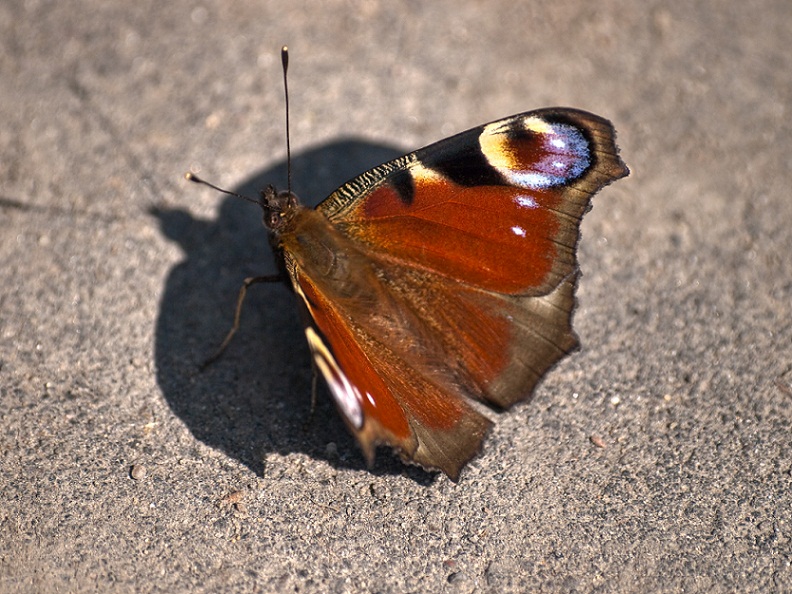 © Serg Fil - Butterfly