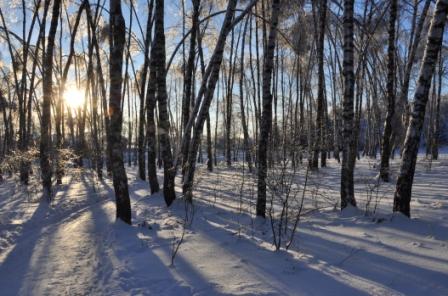 © Nataliya Lukyanova - Зимний лес