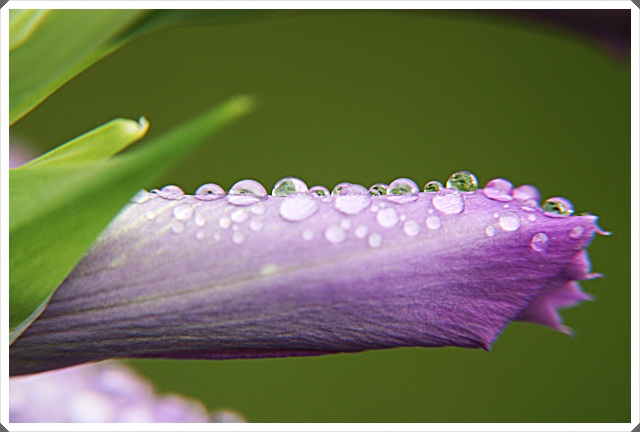 © Nina Gataulin - Drops