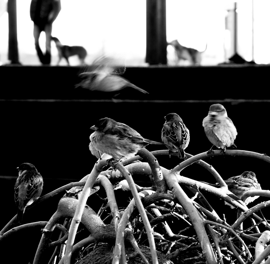 © Tzotcho Boiadjiev - We, sparrows