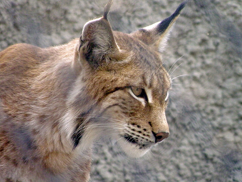 © Sergei Talykov - Moscow Zoo