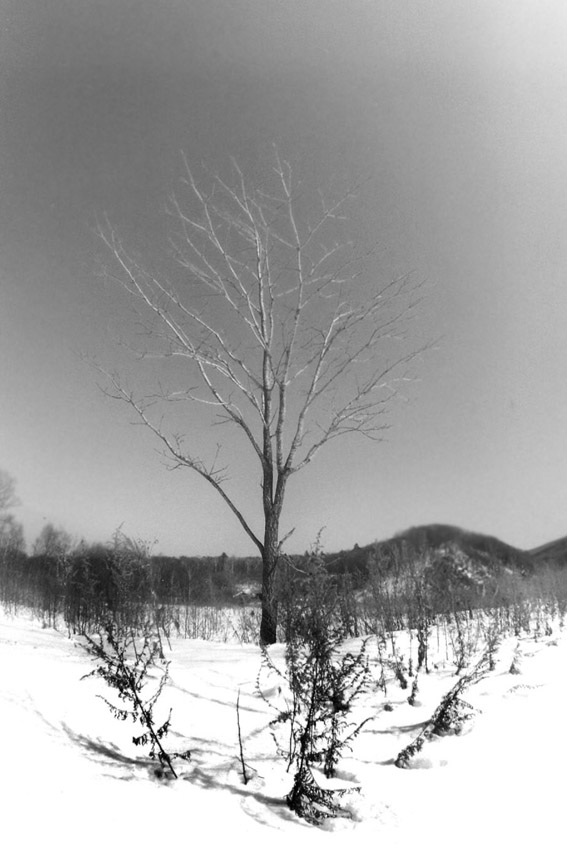 © Dmitry Korzhikov - sputnik-tree