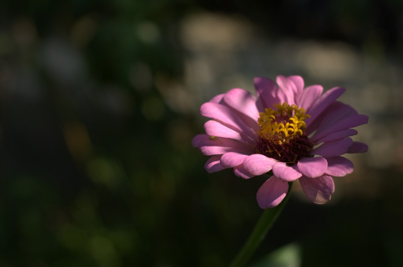 © Julija Kotsuba - Gerbera