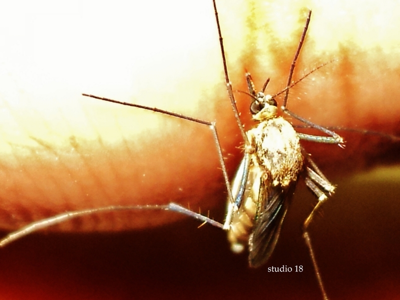 © karthik jay - mosquito