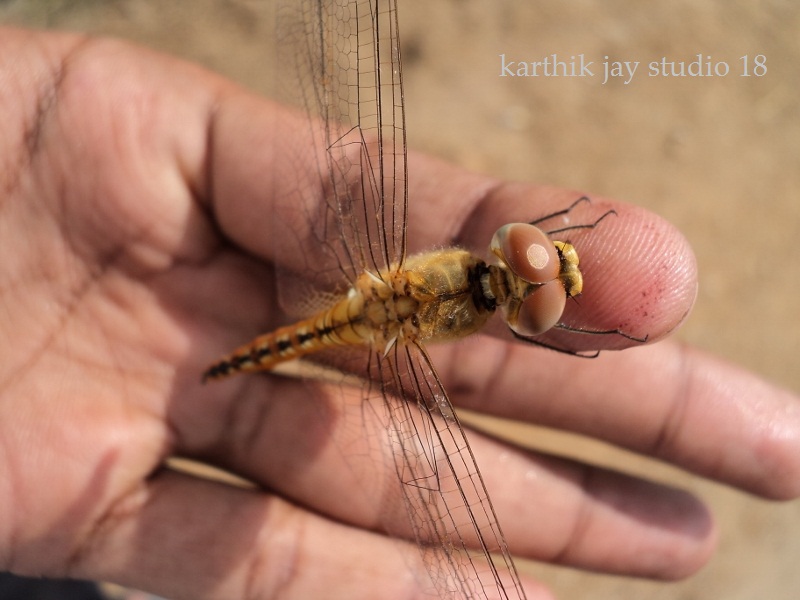 © karthik jay - dragon fly