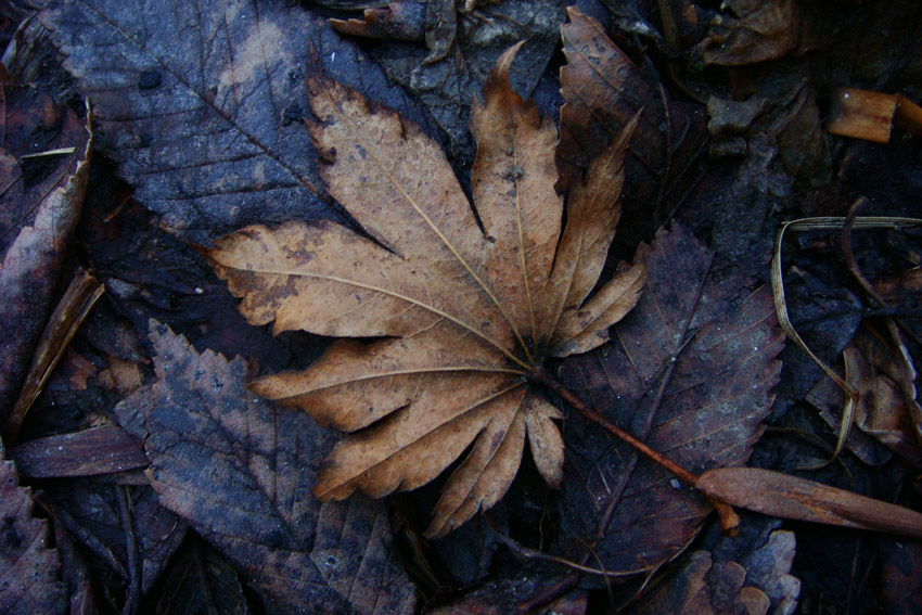 © Dmitry Korzhikov - leaf