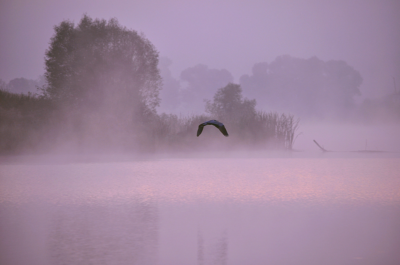 © Roman Shebanov - утро на лесном озере