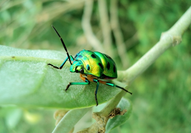 © karthik jay - green bug