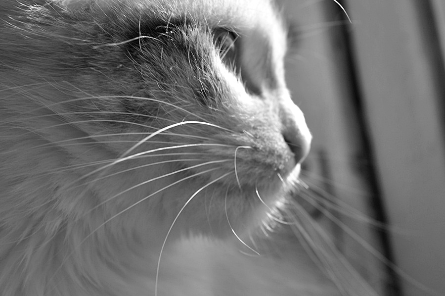 © Zina Ter-Pogosyan - My cat