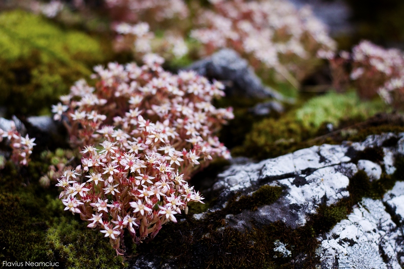 © Neamciuc Flavius - nature...