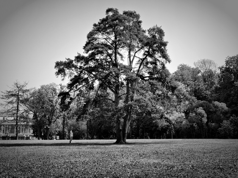 © Алексей Соминский - In the shade of a tree