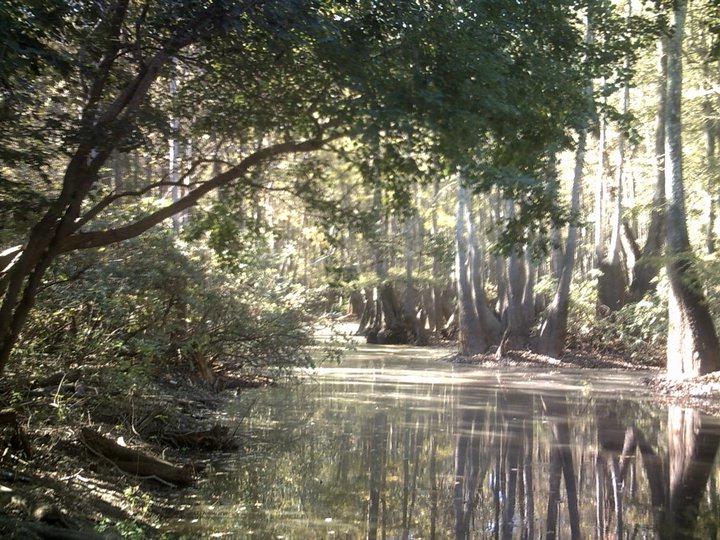 © Michelle Manuel - Beautiful Swamp