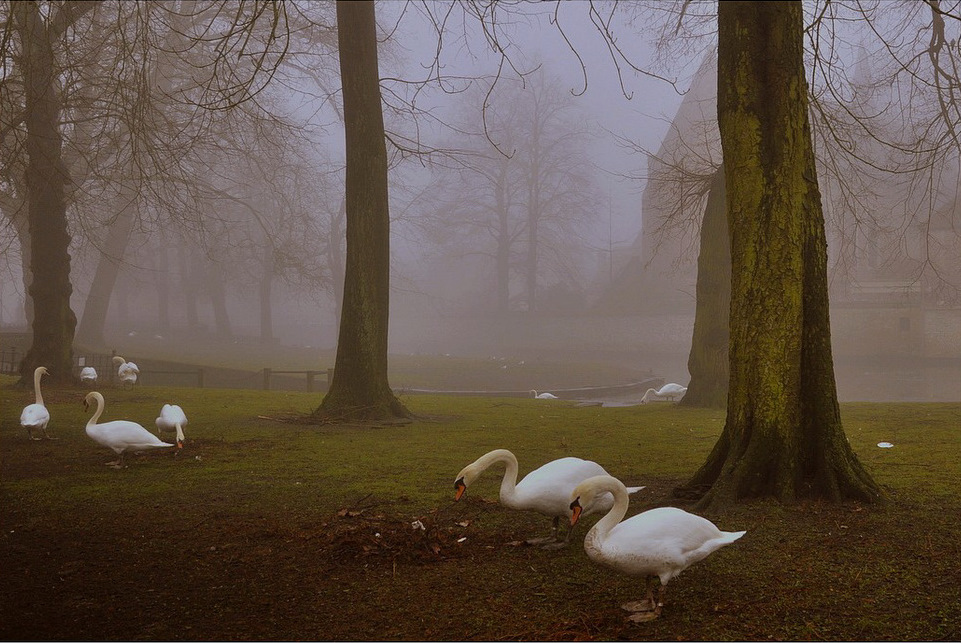 © johny hemelsoen - Foggy morning.