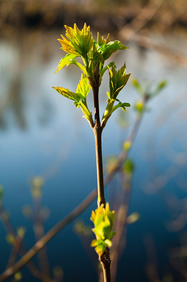 © Любовь Дубовик - www.Ldinka.net