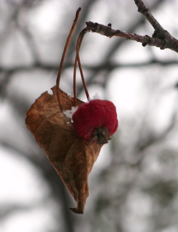 © Anna Bukina - THE LAST LEAF