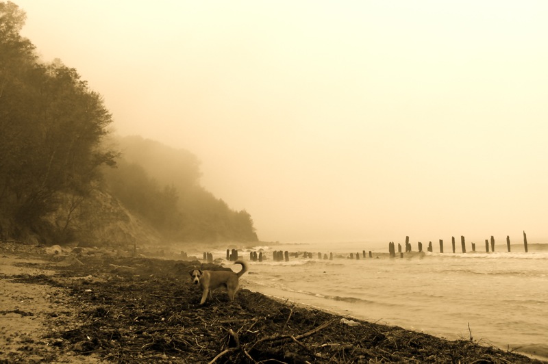 © Fedia Ordovsky - Пес Борман на рассвете у моря (A dog Borman on sea coast at daybreak)