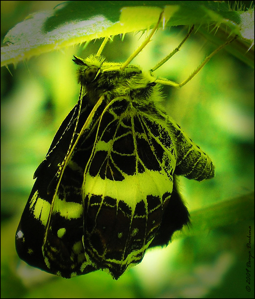 © Darya Darkina - Молодая бабочка