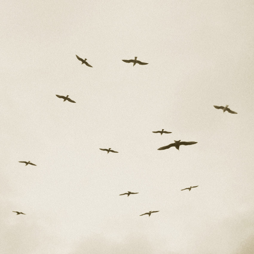 © Dmitry Korzhikov - reys - flying birds