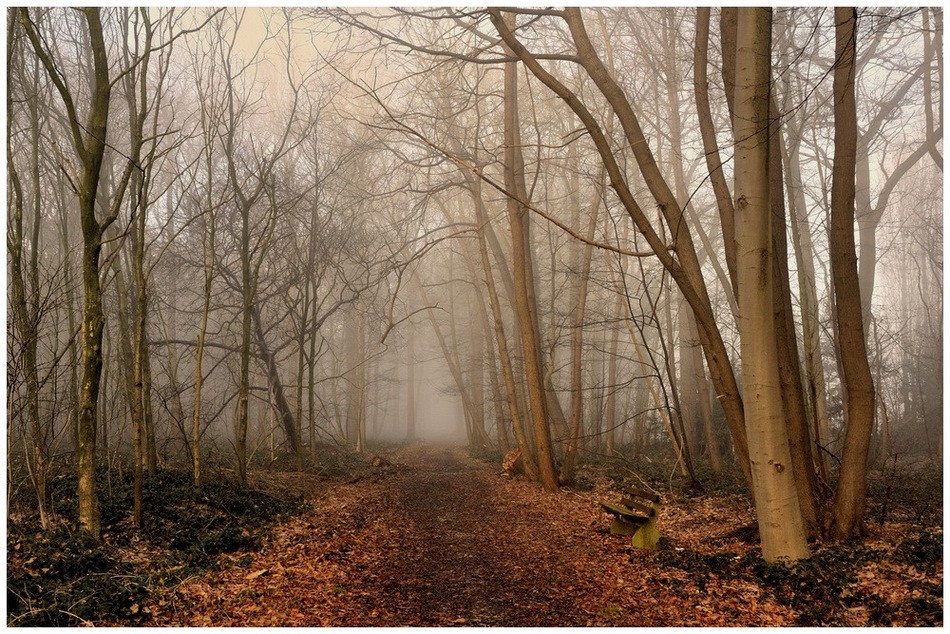 © johny hemelsoen - Walking in the wood.
