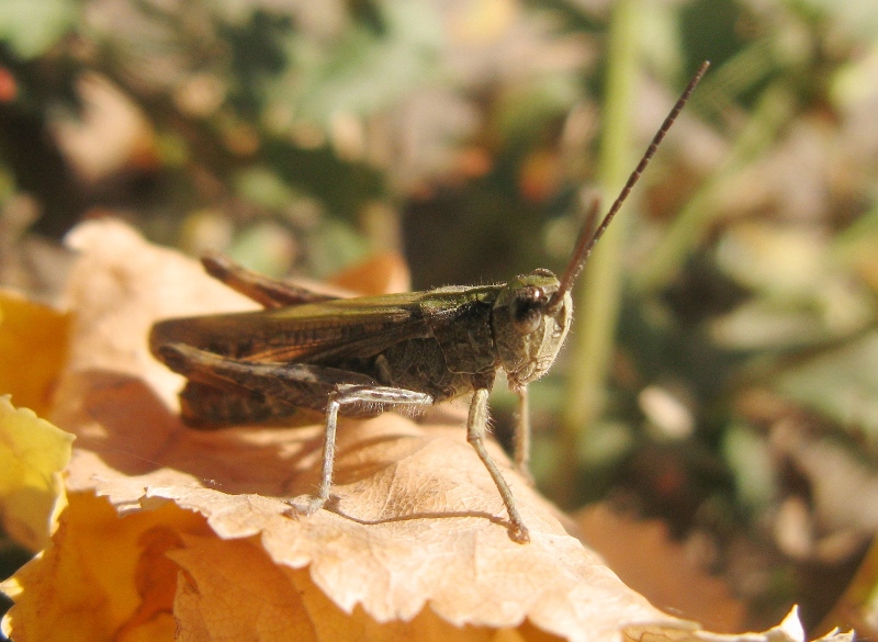 © Anna Bukina - GRASSHOPPER*