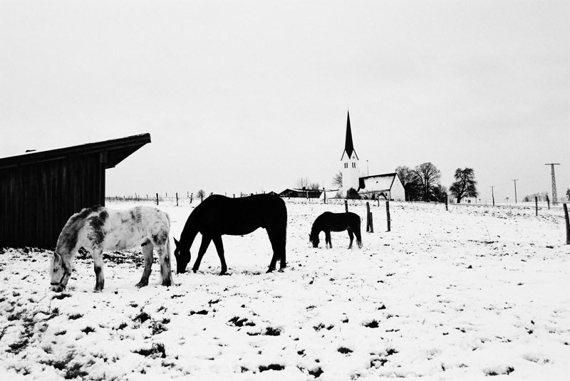 © Fedia Ordovsky - Зимнее пастбище (Winter pasture)