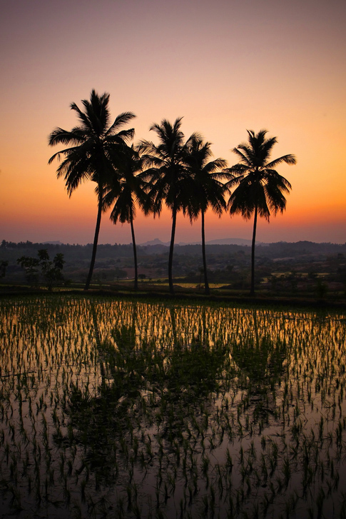 © Andrey Yaremchuk - sunset and rice field