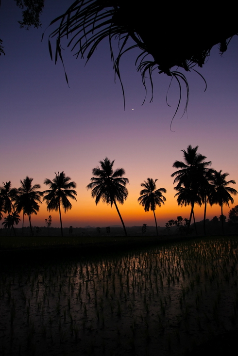 © Andrey Yaremchuk - sunset and rice field *