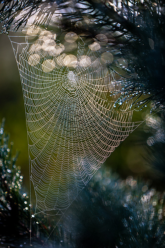 © Tore Heggelund - Spiders web
