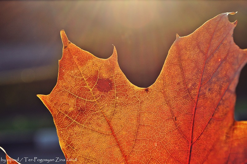© Zina Ter-Pogosyan - autumn