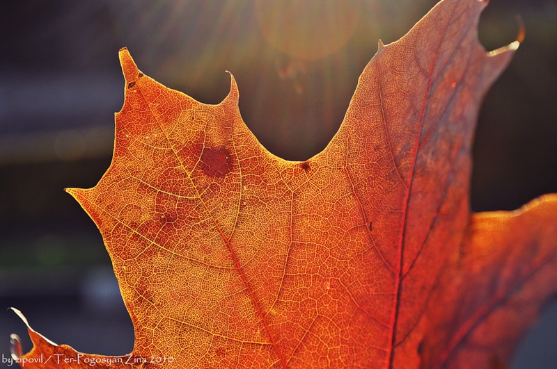 © Zina Ter-Pogosyan - autumn 2