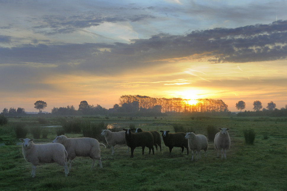 © johny hemelsoen - Sheep in the morninglight.