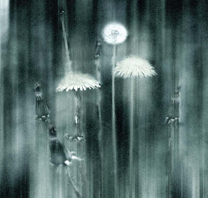 © Irina Roshupkina - About dandelions...