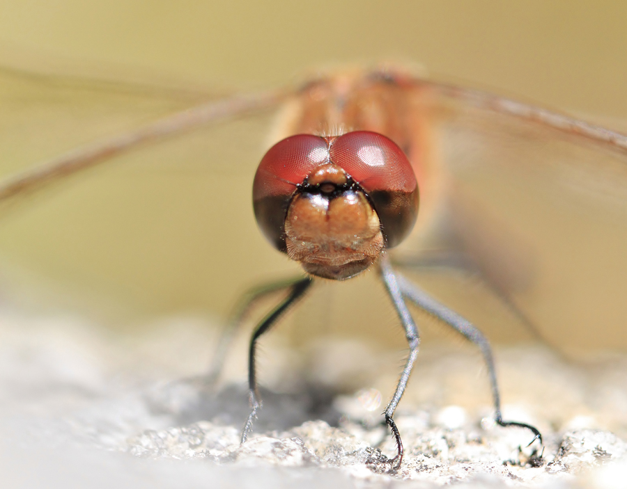 © Aina Jerstad - Portrait of a Dragonfly