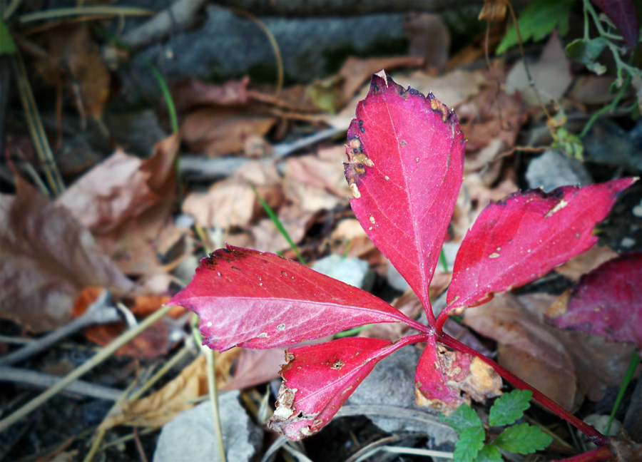 © Narek Avetisian - autumn