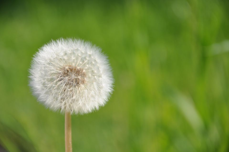 © Ivan Generalov - dandelion