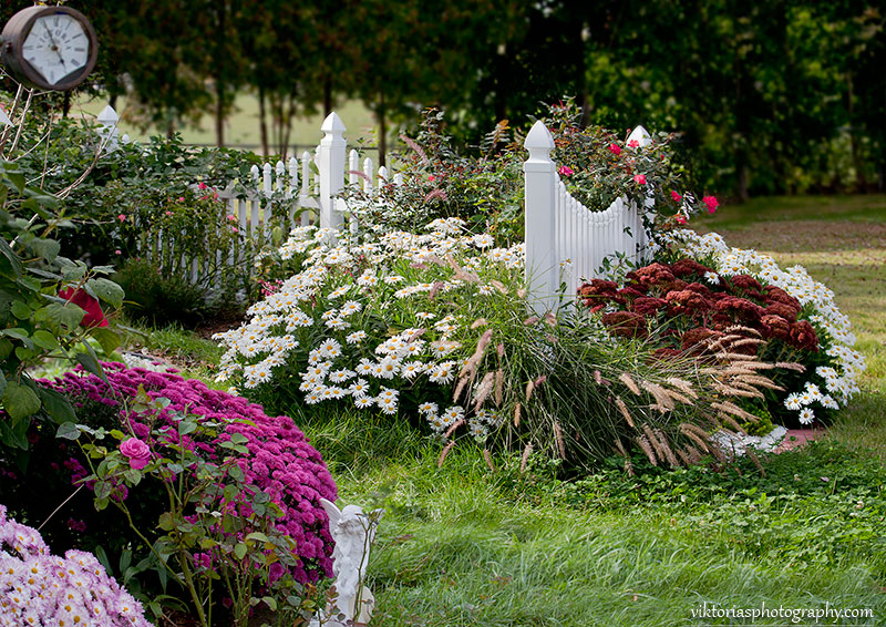 © Viktoria Mullin - October daisies in my garden