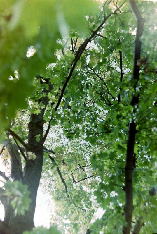 © Nataliya Tsymbarenko - summer with green