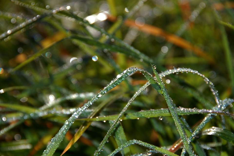 © Ivan Generalov - Morning dew