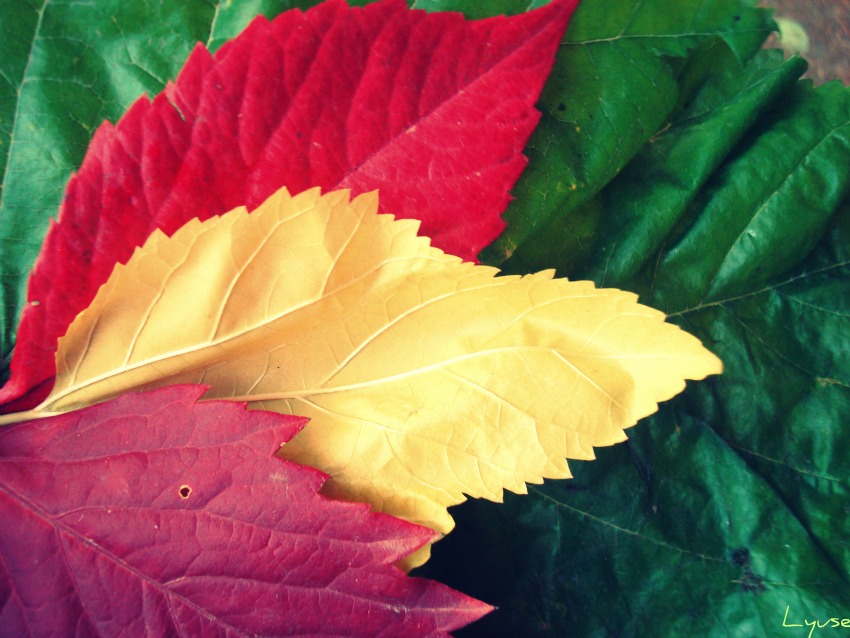 © Lyuse - Colors of Autumn