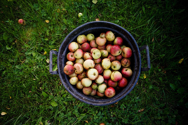 © Dan Silbermann - Apples