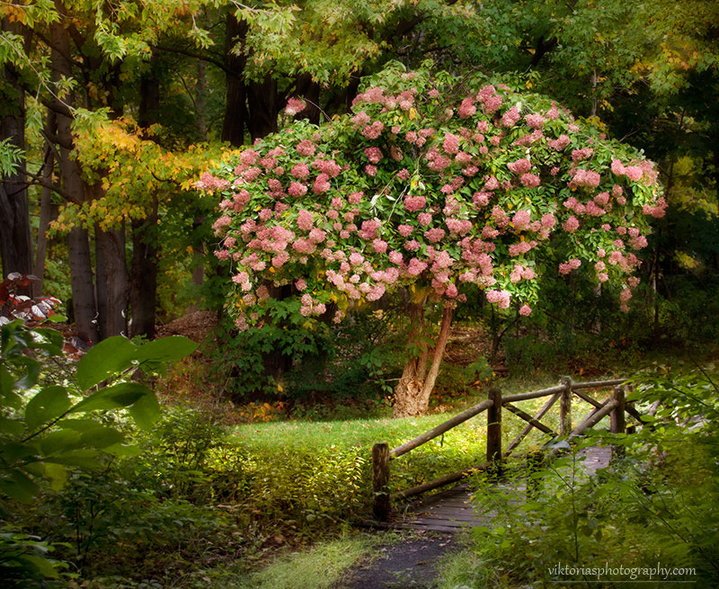 © Viktoria Mullin - Осенняя гортензия в старом парке